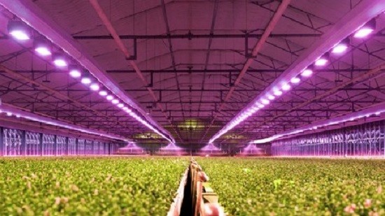 كيف تستفيد صناعة الزراعة من مصابيح LED للنمو؟